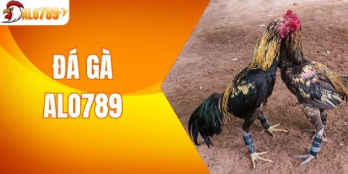 Đá Gà ALO789 - Đỉnh Cao Giải Trí, Cược Sôi Động Mỗi Ngày