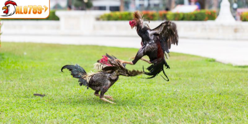 Tổng quan sảnh đá gà ALO789