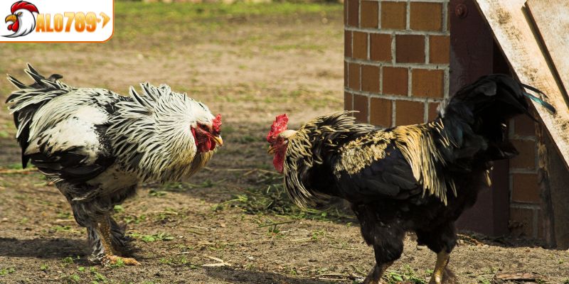 Hệ thống bảo mật AALO789 tiên tiến