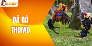 Đá Gà Thomo - Mãn Nhãn Với Những Trận Đấu Đầy Kịch Tính