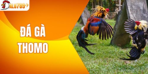 Đá Gà Thomo - Mãn Nhãn Với Những Trận Đấu Đầy Kịch Tính