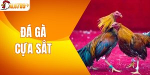 Đá Gà Cựa Sắt - Cuộc Chiến Gay Cấn Của Những Chiến kê
