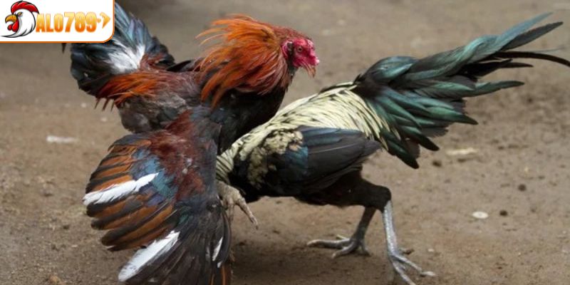 Tìm hiểu sơ lược về đá gà cựa sắt
