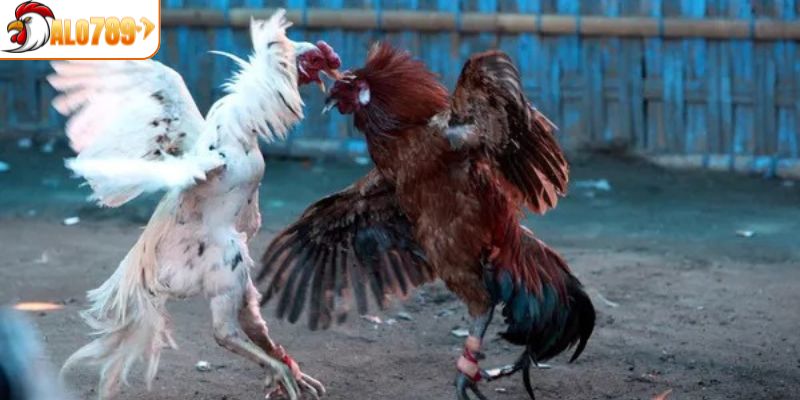 Một số ưu điểm nổi bật trong đá gà cựa sắt