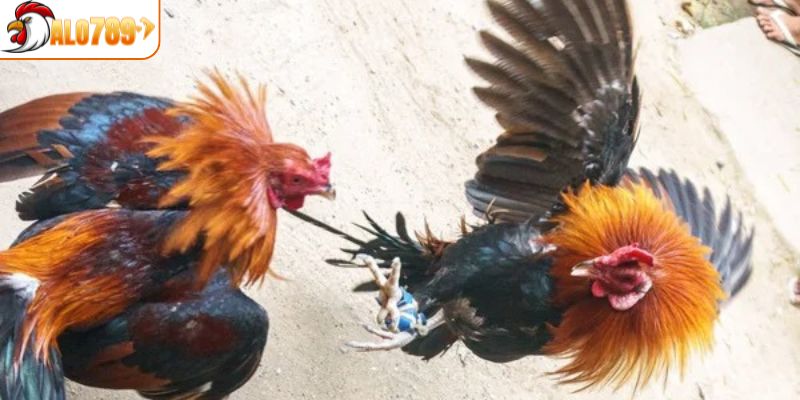 Các yếu tố cần nắm khi tham gia chọi kê