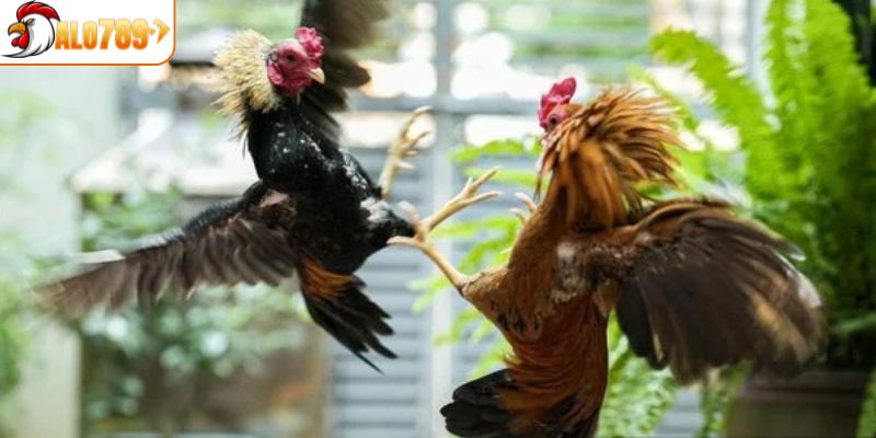Tìm hiểu về đá gà cựa dao là gì?