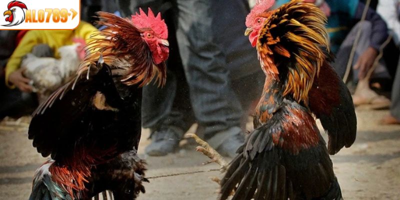 Quy trình cơ bản trong đá gà cựa dao