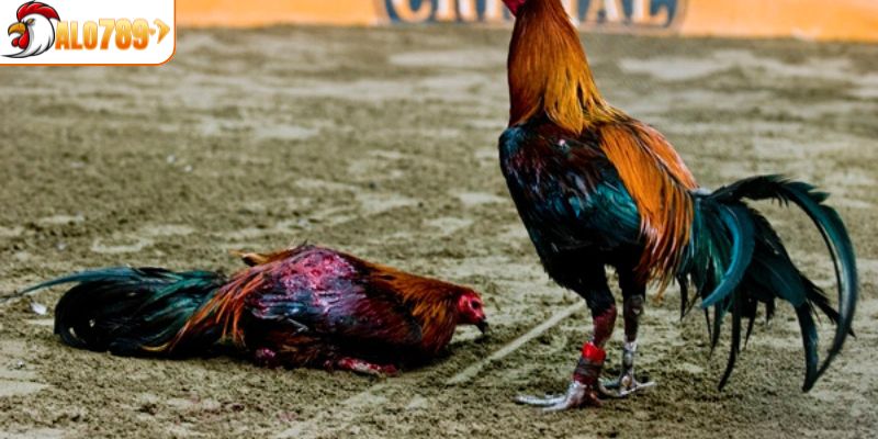 Một số giống gà thường gặp trong cựa dao
