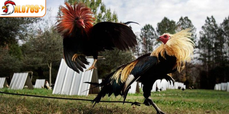Các nguyên nhân nên tham gia đá gà cựa dao tại ALO789