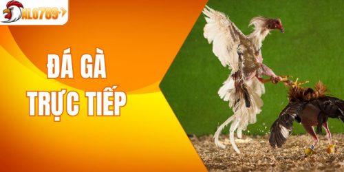 Đá Gà Trực Tiếp - Trải Nghiệm Giải Trí Đỉnh Cao Tại DOLA789