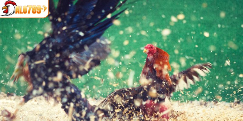 Chia sẻ mẹo cược gà giúp trúng đậm tại DOLA789